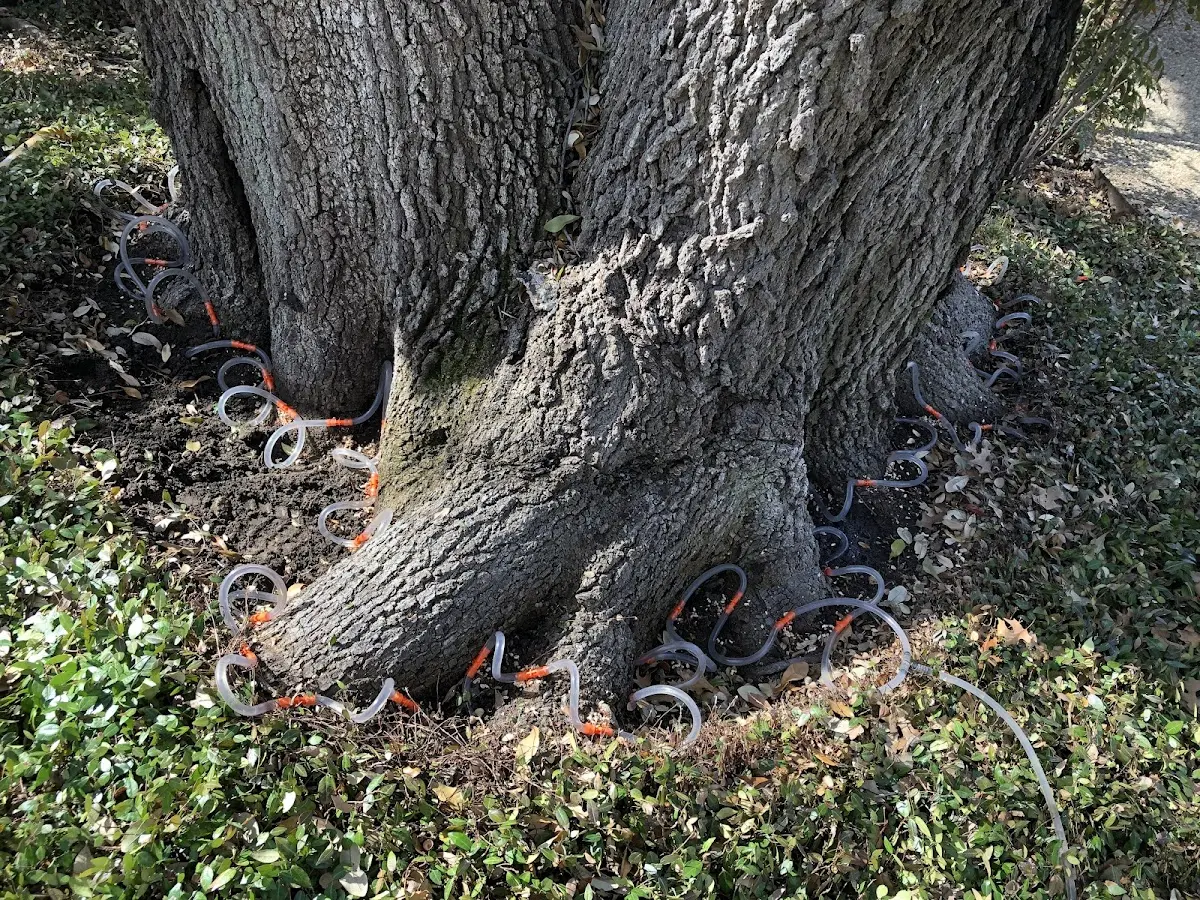 Detailed Tree Cabling and Bracing job site in Glen Dale